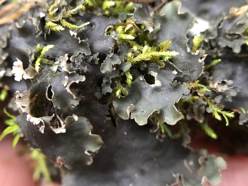 Pacific Felt Lichen photo 8