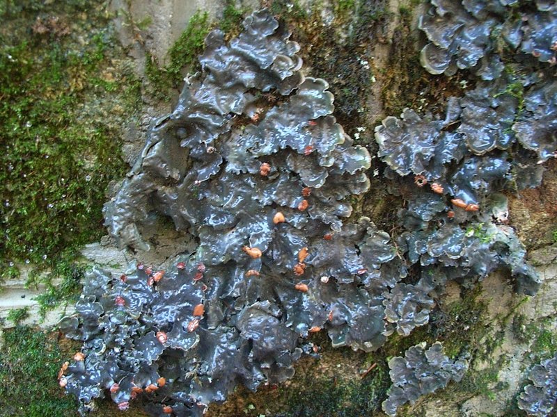 Felt Lichen