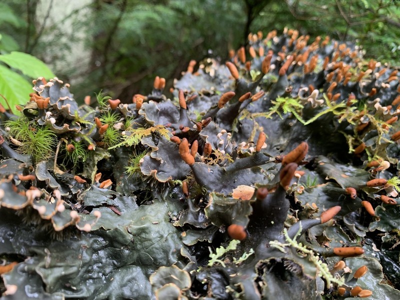 Felt Lichen