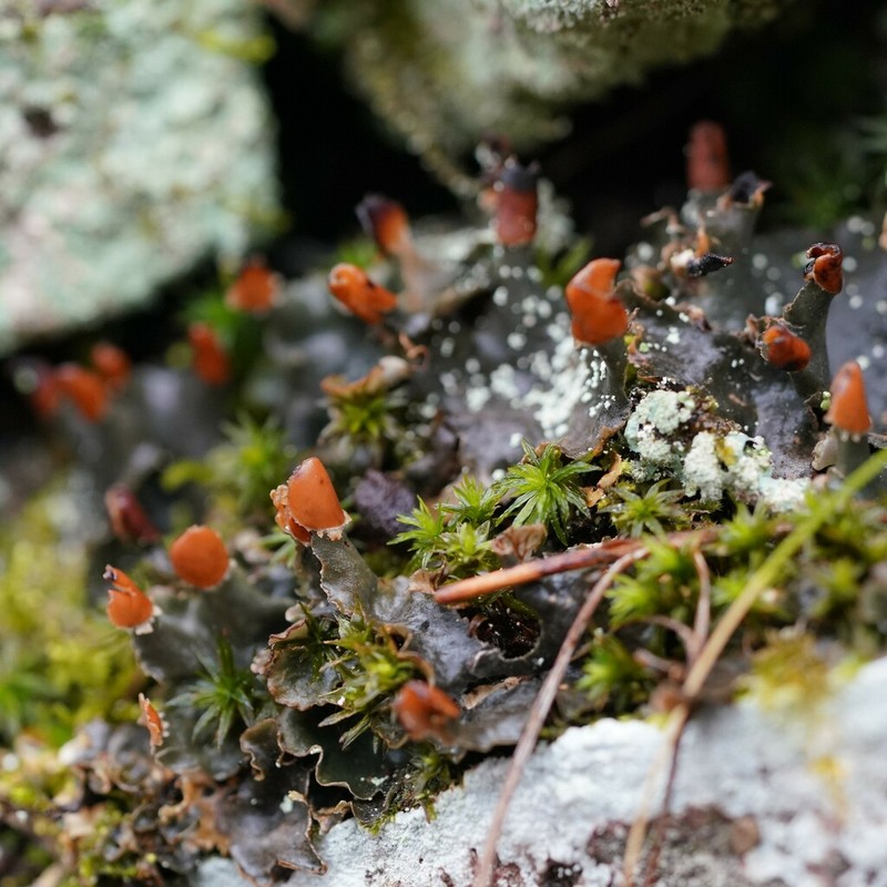 Felt Lichen photo 3