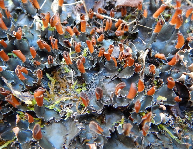 Felt Lichen photo 4