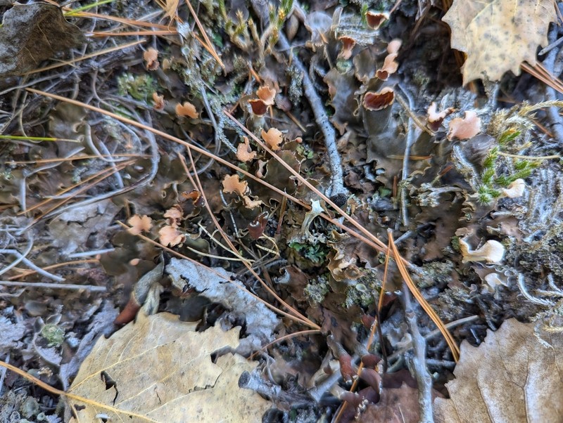 Felt Lichen photo 5