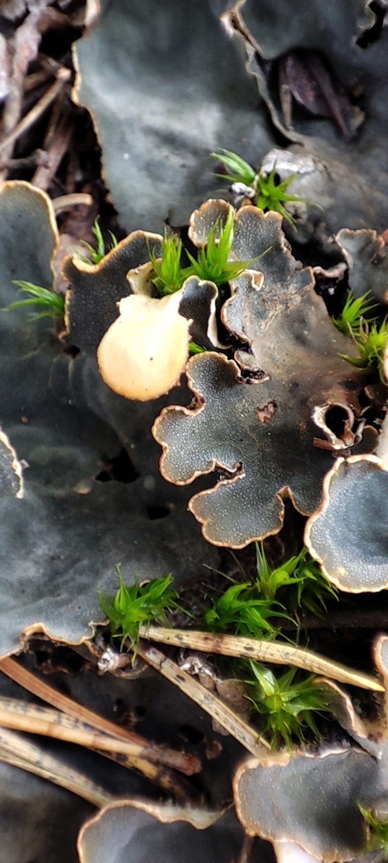Felt Lichen photo 6