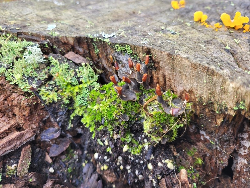 Felt Lichen photo 7