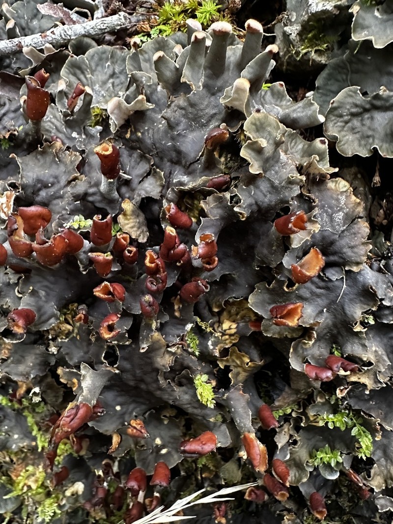Felt Lichen photo 8
