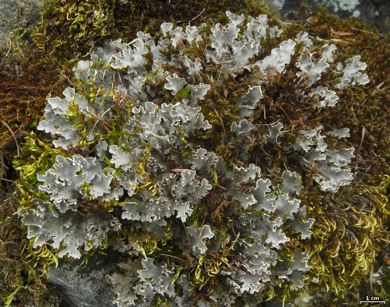 Felt Lichen