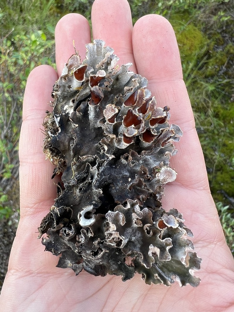 Felt Lichen