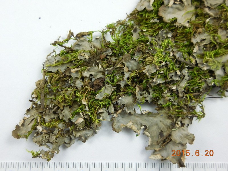 Felt Lichen photo 2