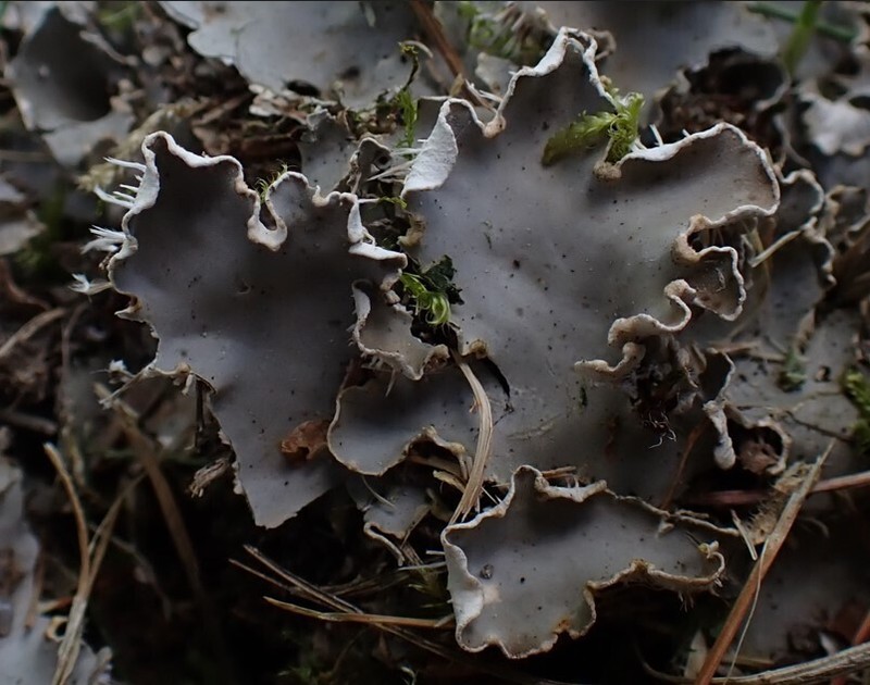 Felt Lichen photo 3