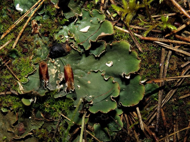 Felt Lichen photo 4