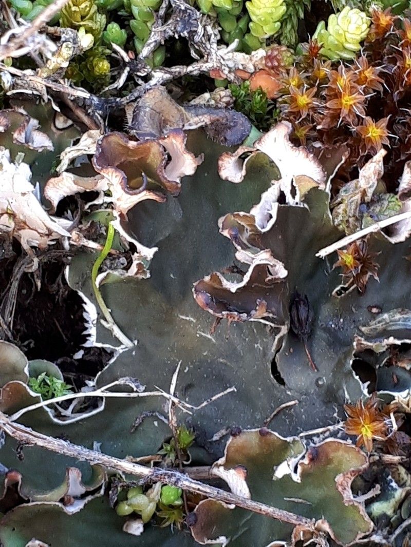 Felt Lichen photo 5