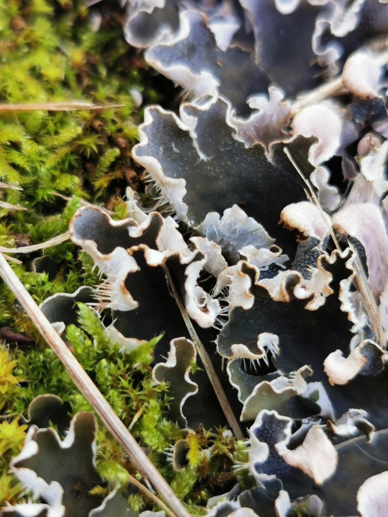 Felt Lichen photo 6