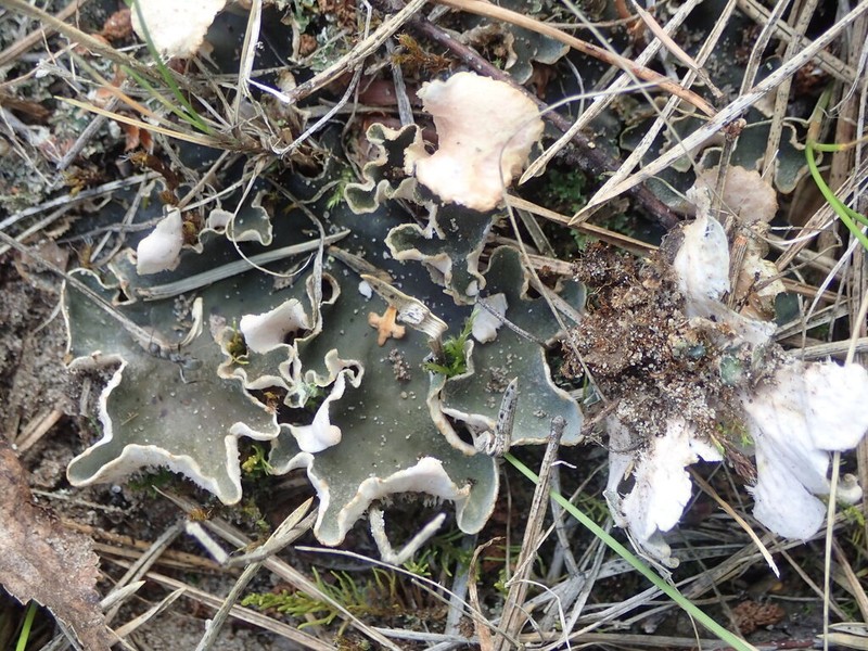 Felt Lichen photo 7