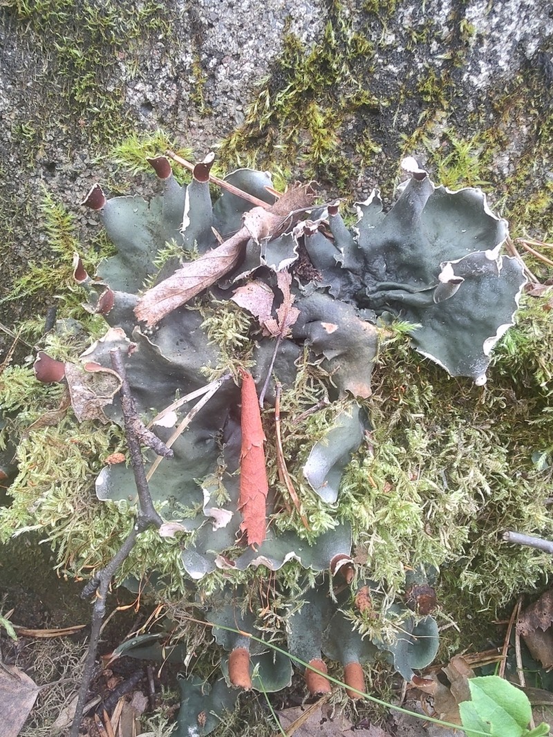 Felt Lichen photo 8