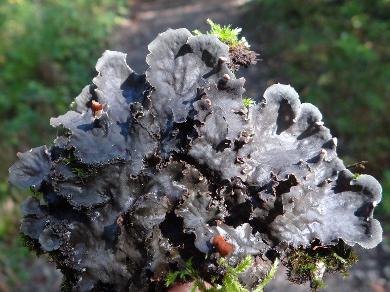 Felt Lichen
