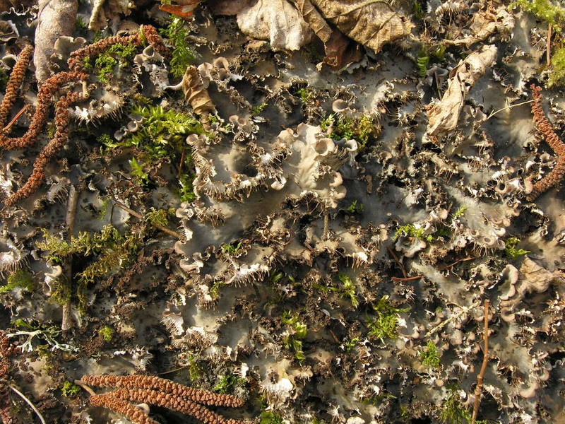 Felt Lichen photo 2