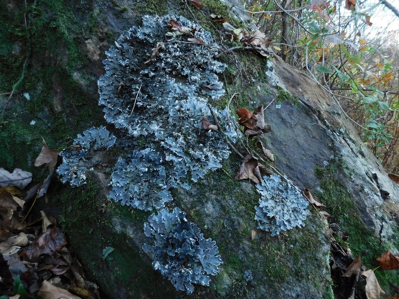 Felt Lichen photo 3