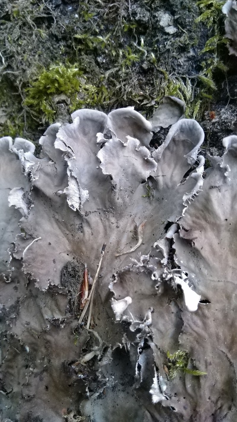 Felt Lichen photo 4