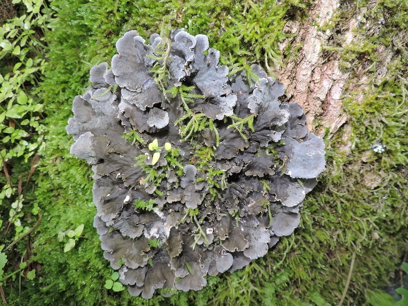 Felt Lichen photo 5
