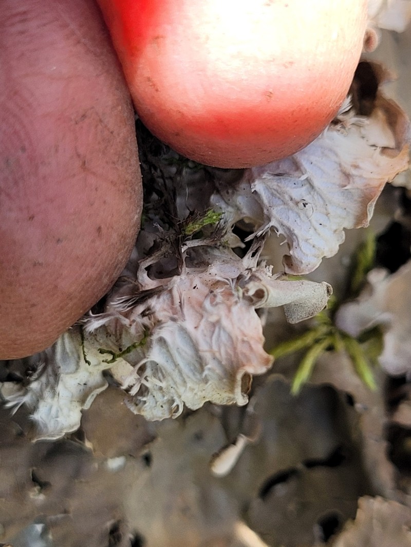 Felt Lichen photo 6