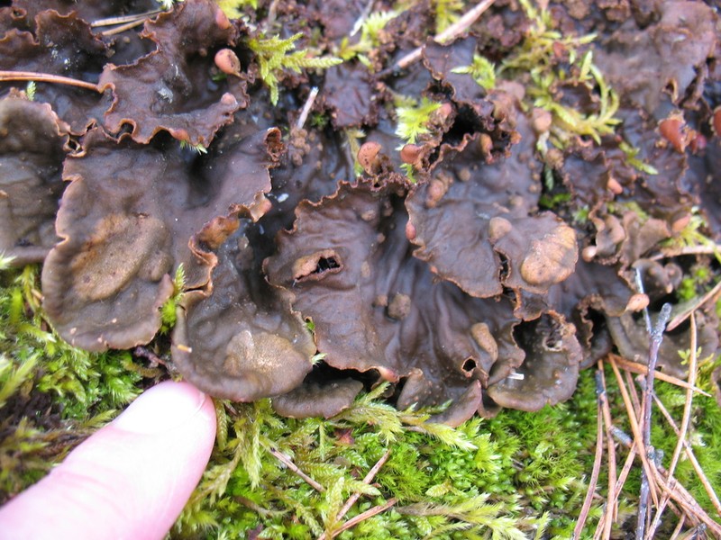 Felt Lichen photo 7