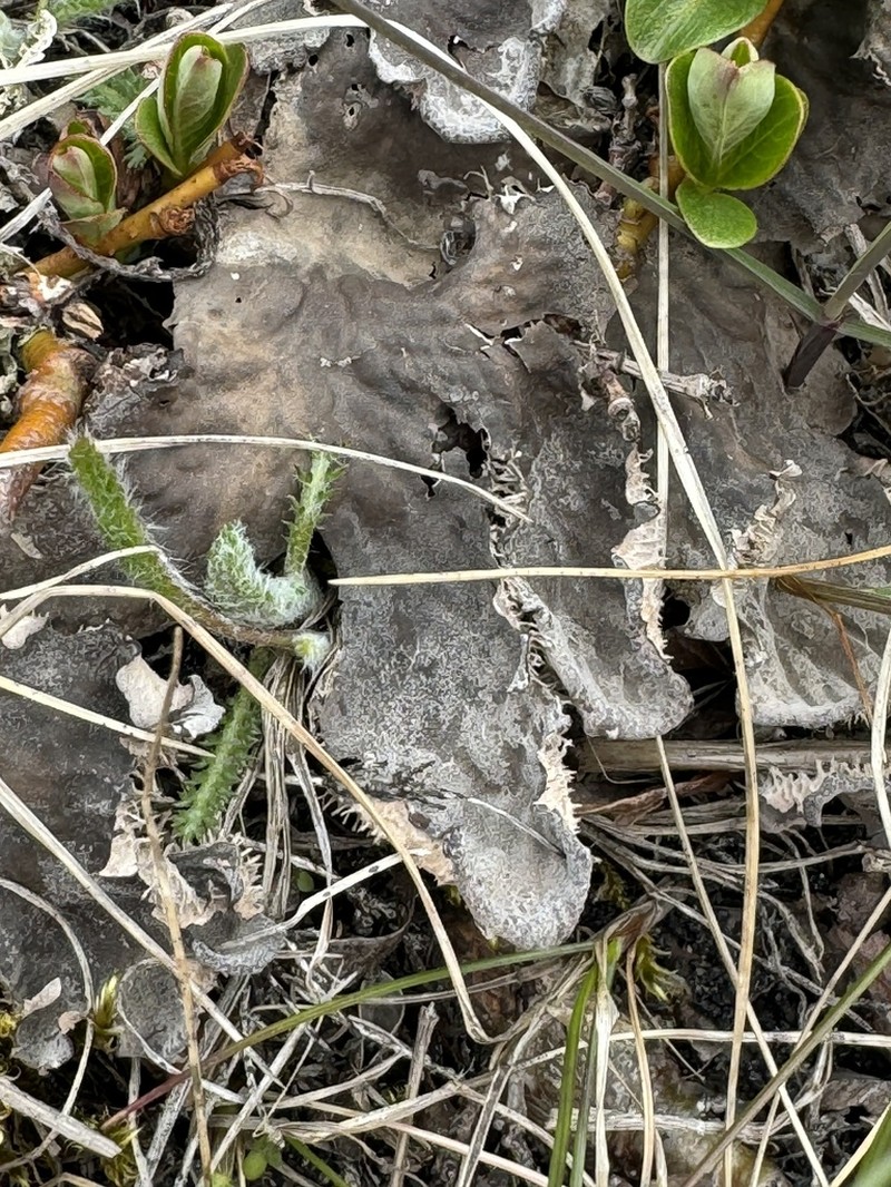 Felt Lichen photo 2