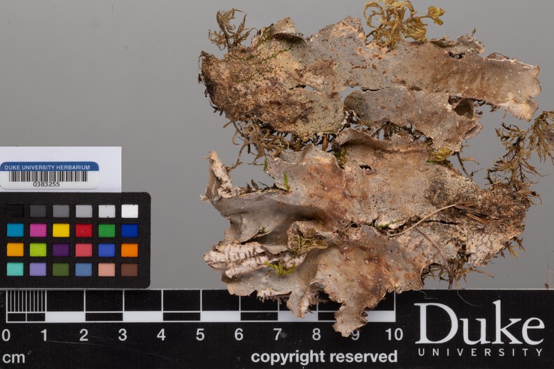 Felt Lichen photo 4