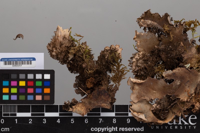 Felt Lichen photo 5