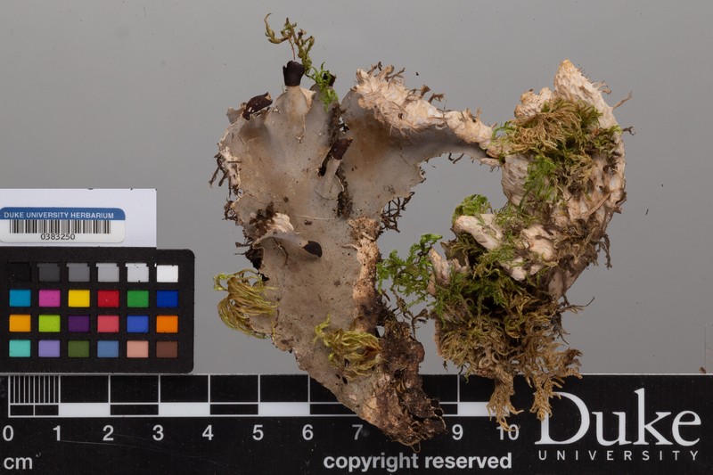 Felt Lichen photo 6