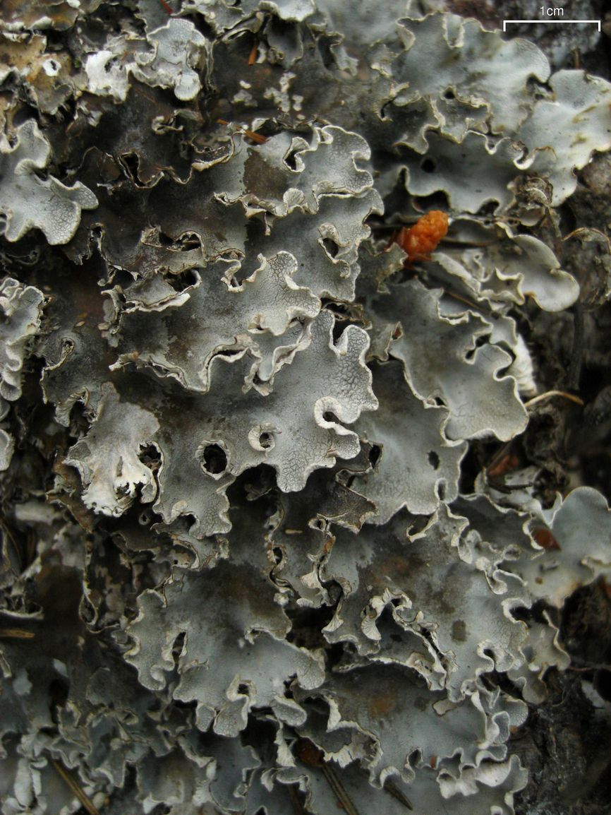 Felt Lichen