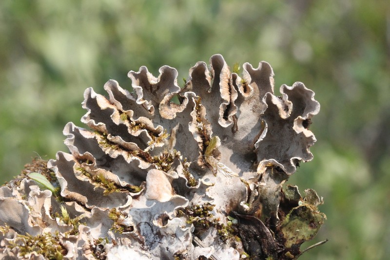 Felt Lichen