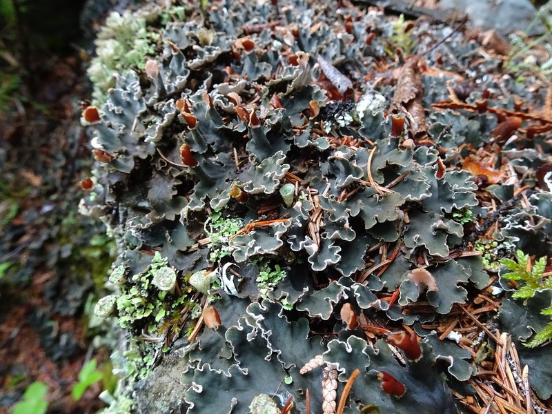 Felt Lichen photo 2