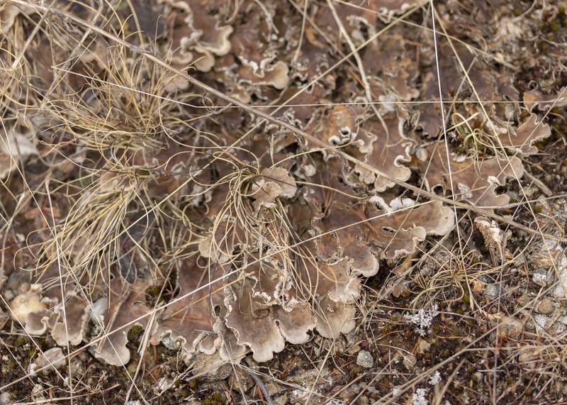 Felt Lichen photo 3
