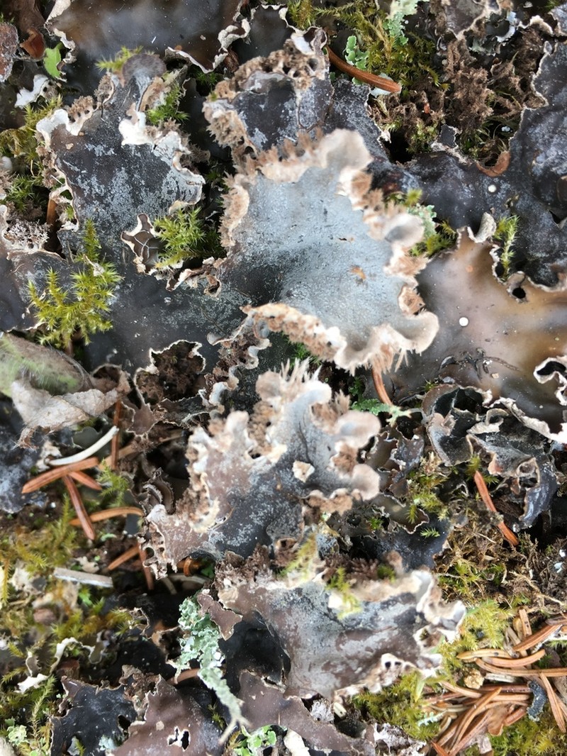 Felt Lichen photo 4