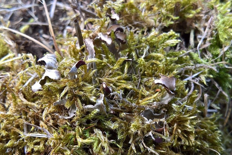 Felt Lichen photo 5