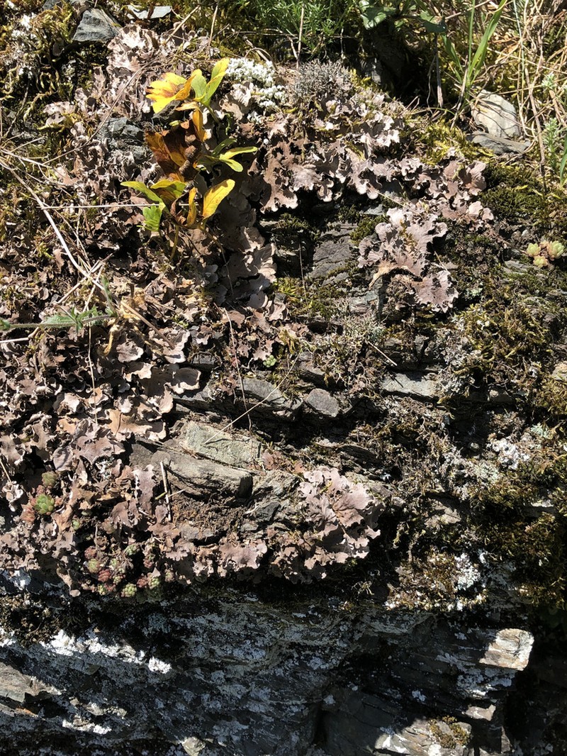 Felt Lichen photo 6