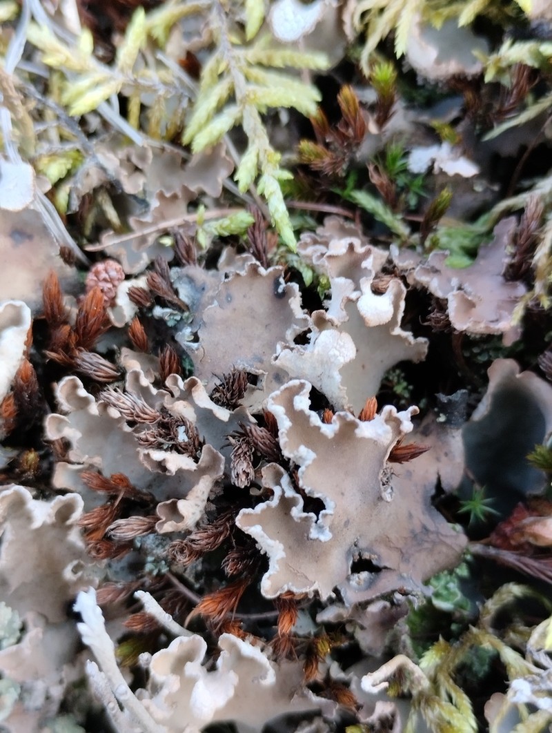 Felt Lichen photo 7