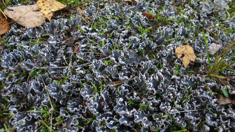 Felt Lichen photo 8