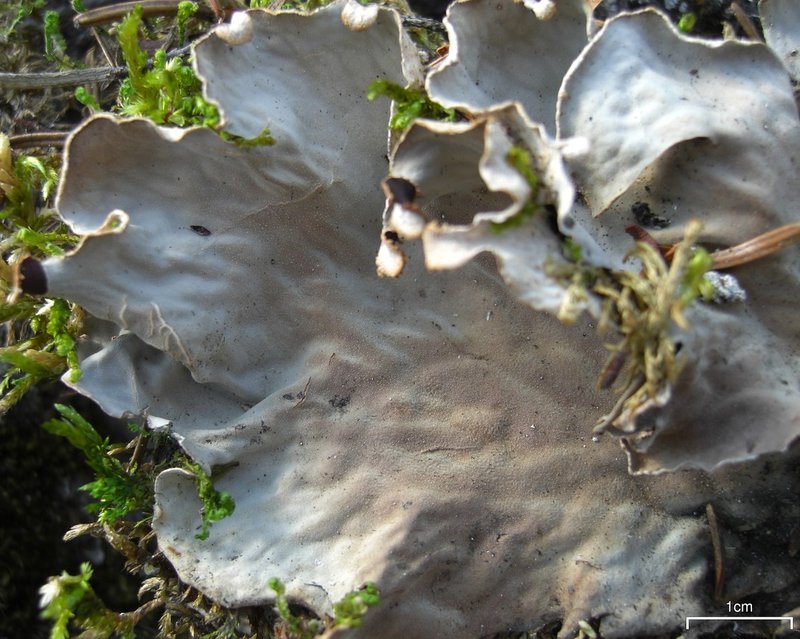 Felt Lichen