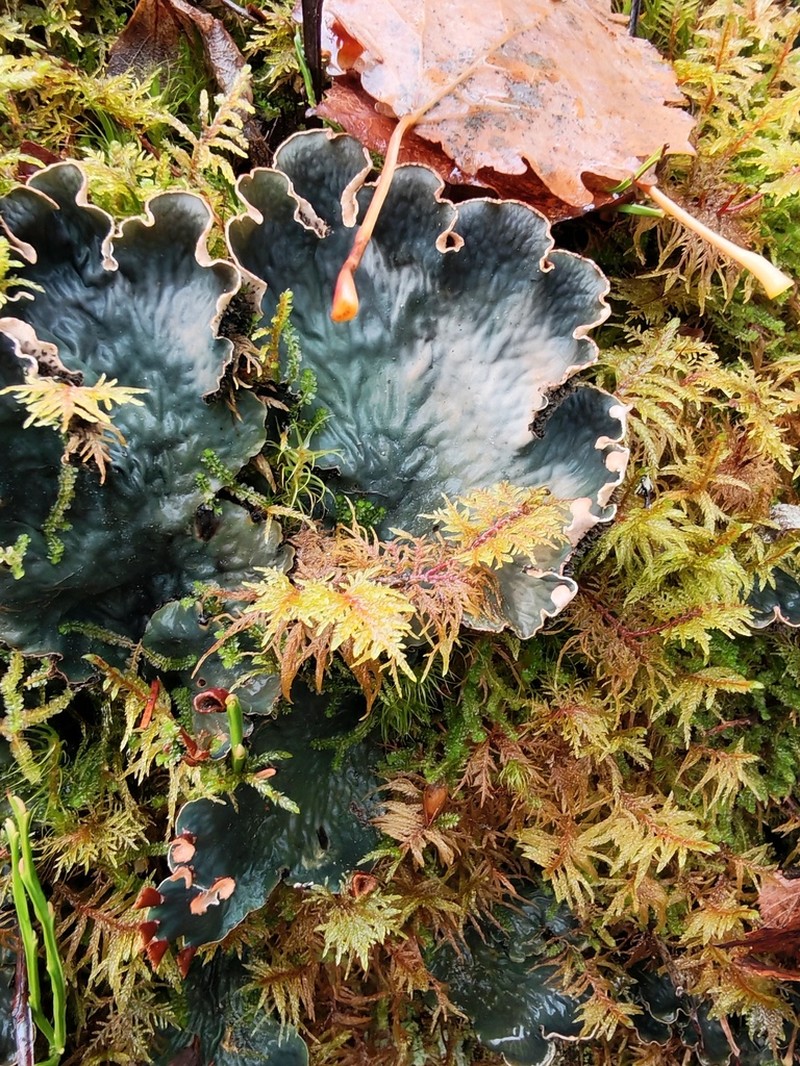 Felt Lichen
