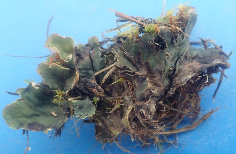 Felt Lichen photo 2