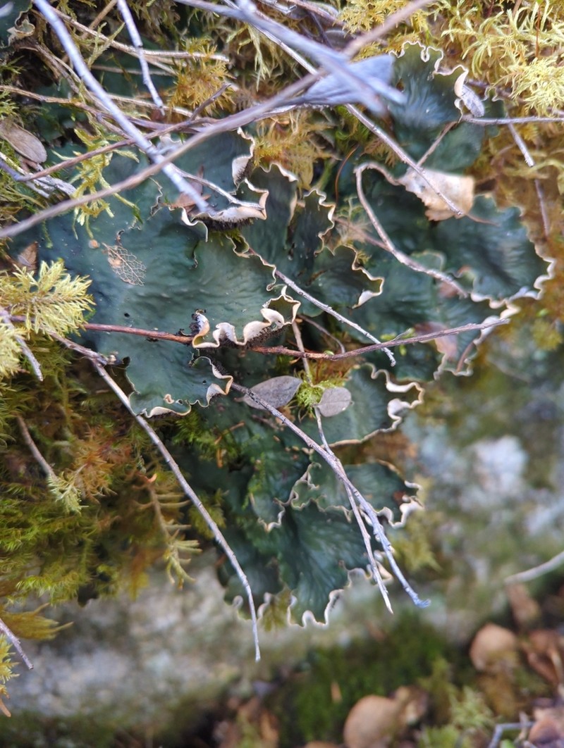 Felt Lichen photo 3