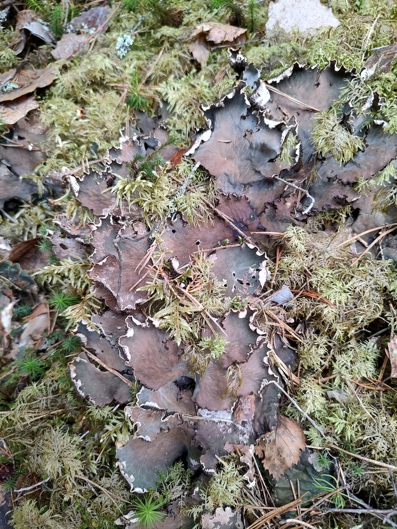 Felt Lichen photo 4