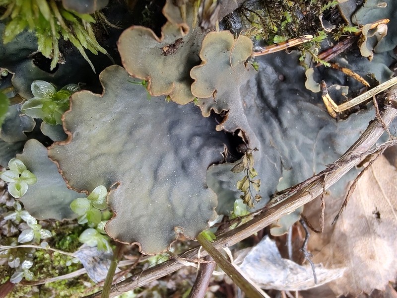 Felt Lichen photo 5