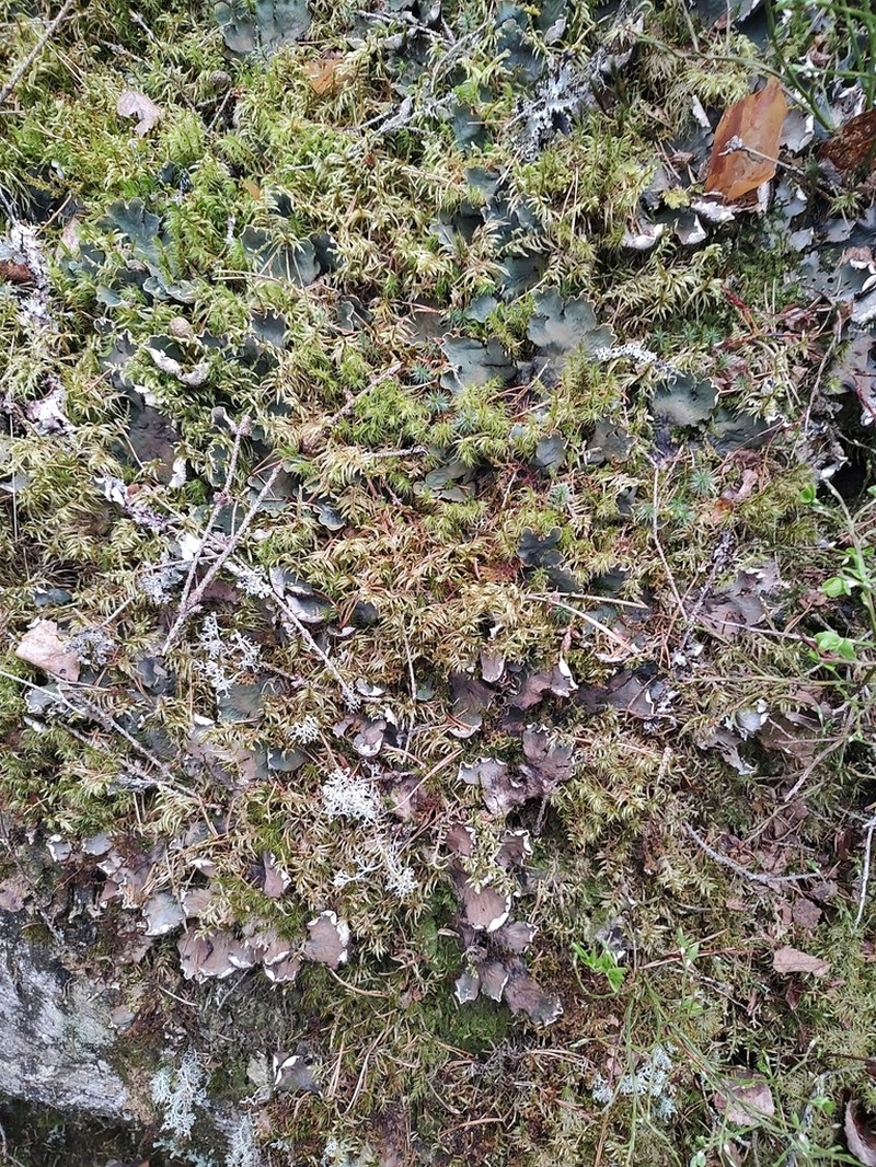 Felt Lichen photo 6
