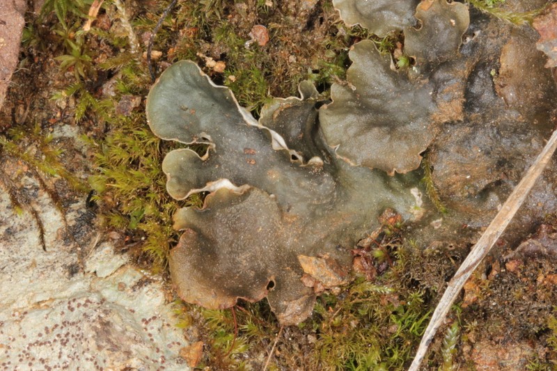 Felt Lichen photo 7