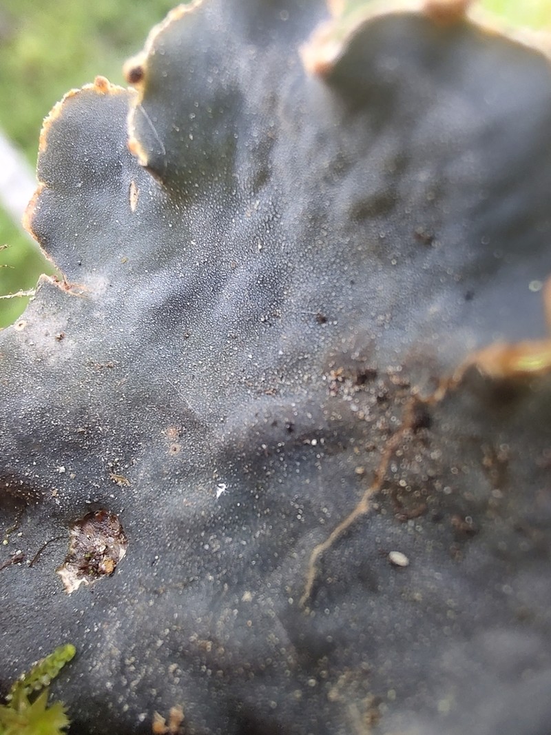 Felt Lichen photo 8