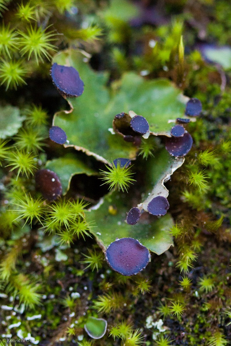 Felt Lichen