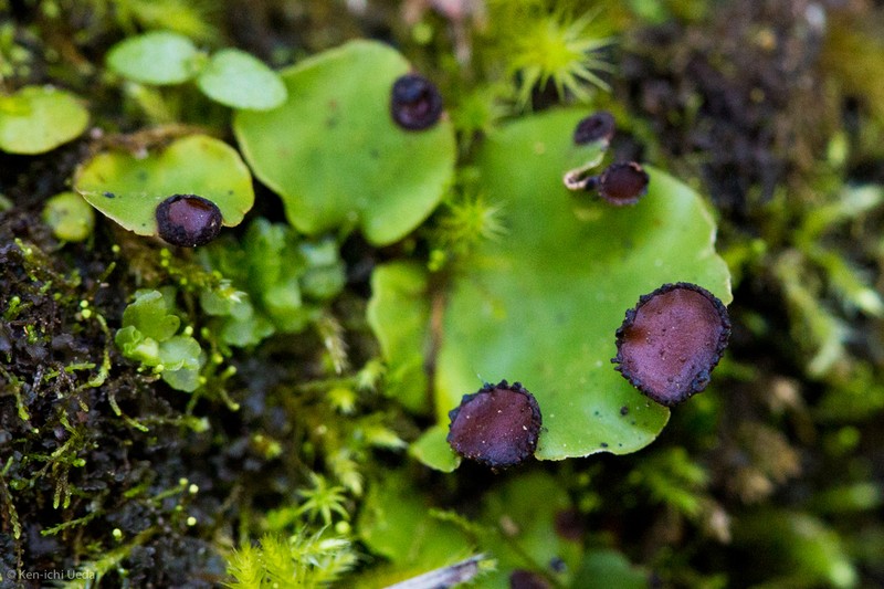Felt Lichen photo 2