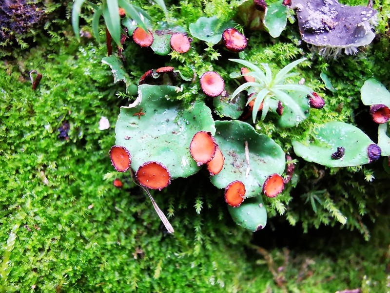 Felt Lichen photo 3